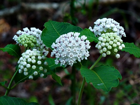 {Asclepias variegata}